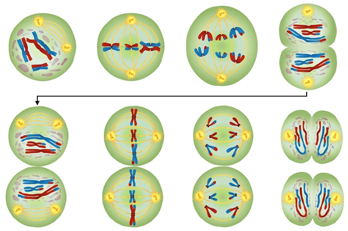 Meiosis Worksheet