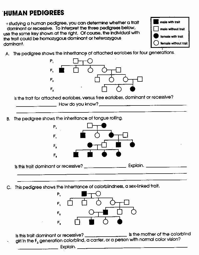 7 Essential Mendelian Genetics Practice Questions