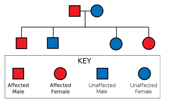 5 Key Concepts in Mendelian Genetics