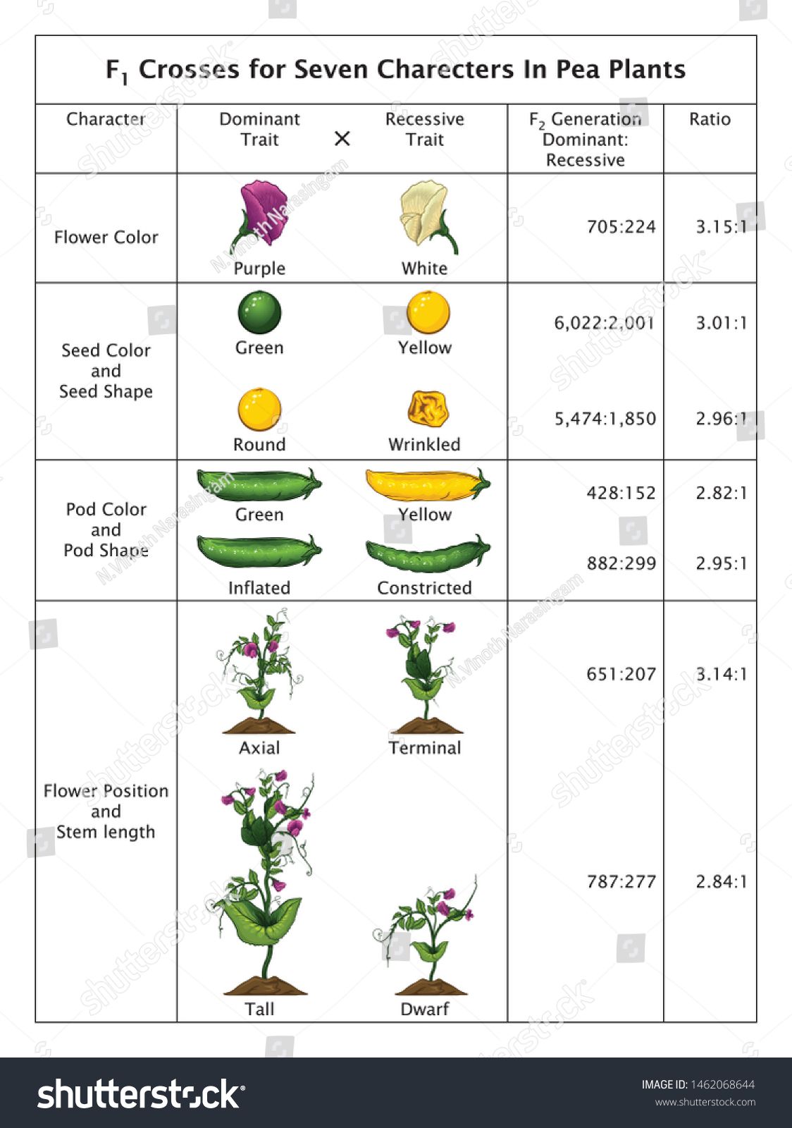 Mendel's Pea Plant Experiments Worksheet Answers