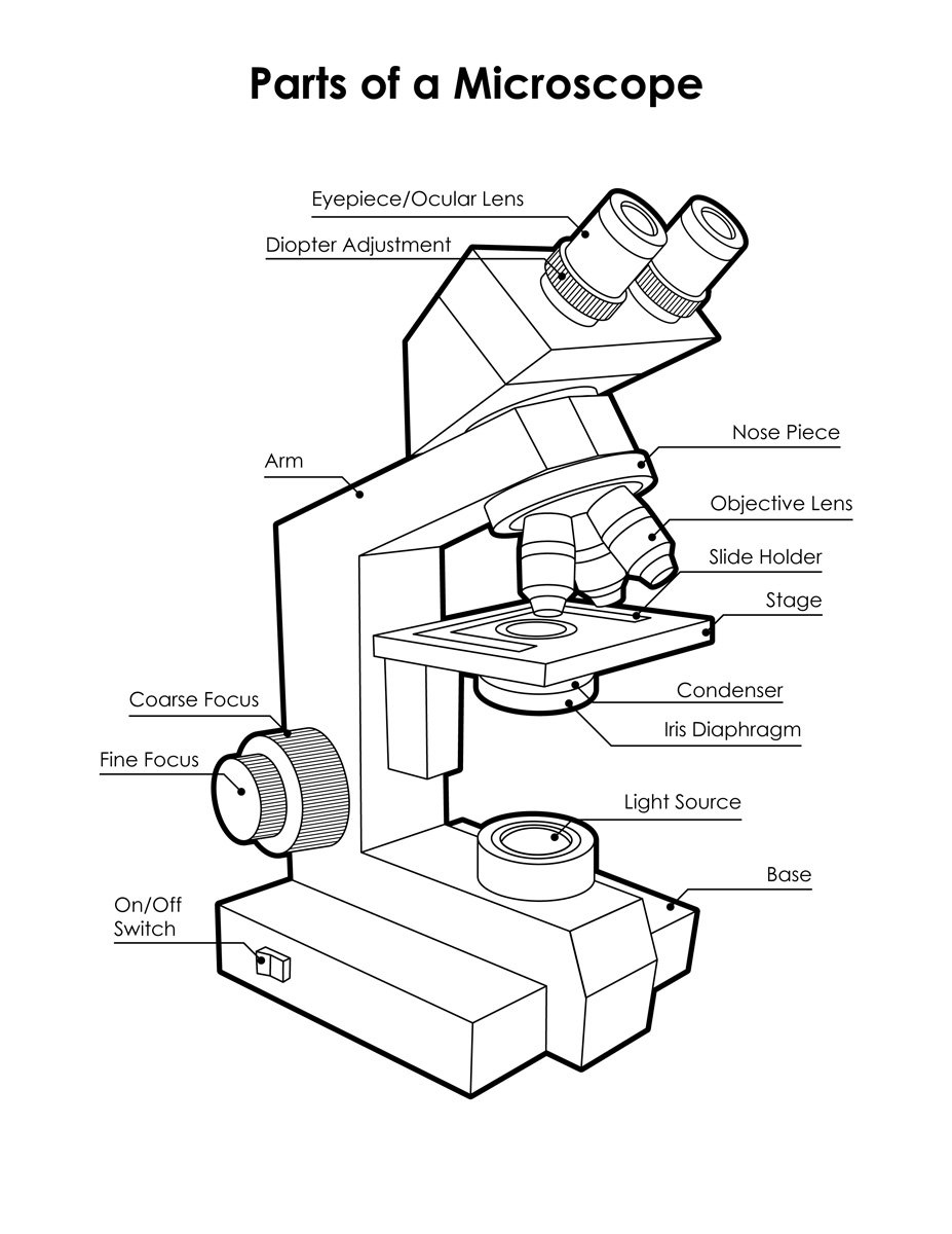 Microscope Parts And Use Worksheet E Street Light