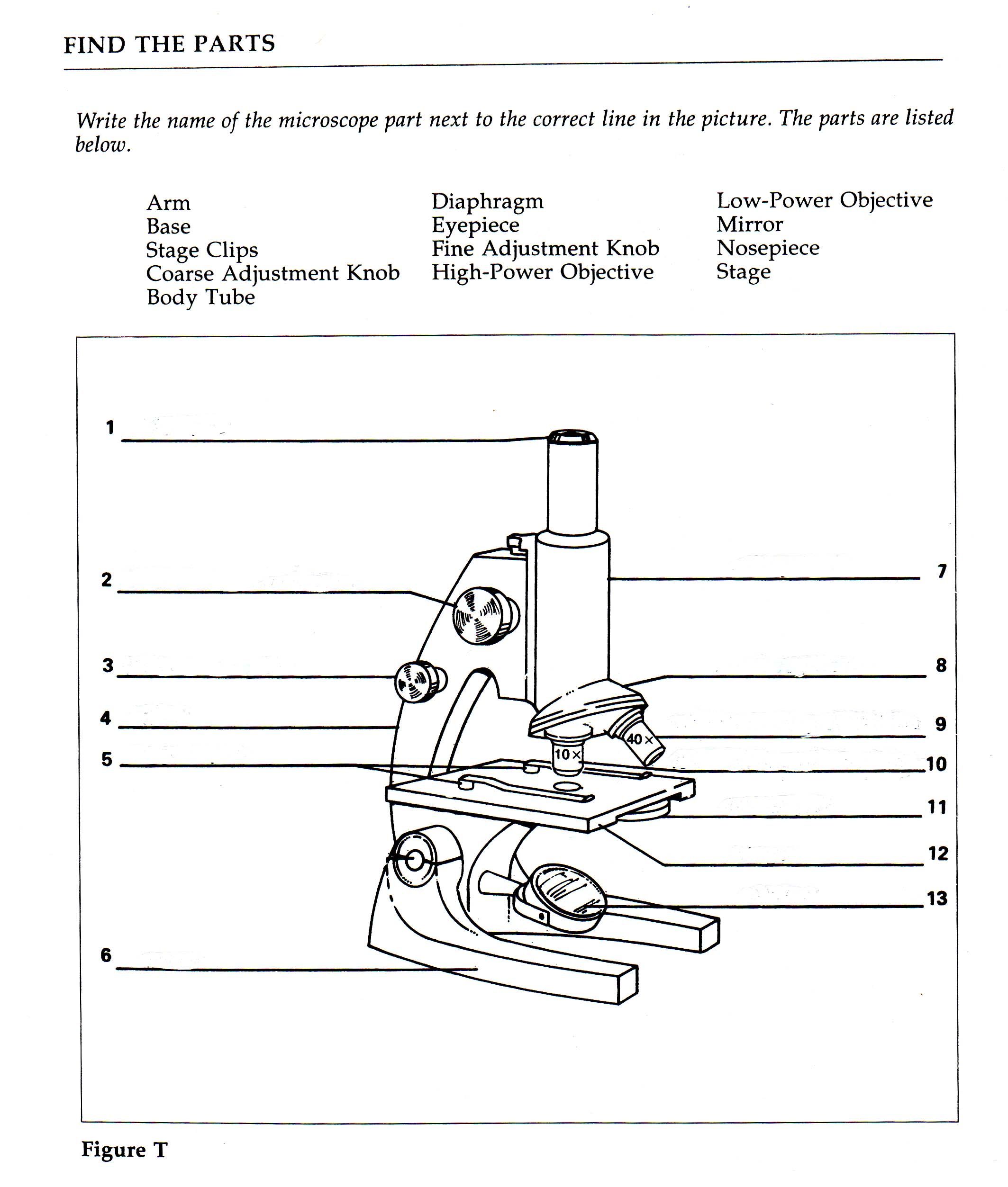 Microscope Worksheet Answers Pdf