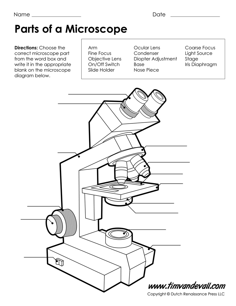 Microscope Worksheet Tim Amp 39 S Printables