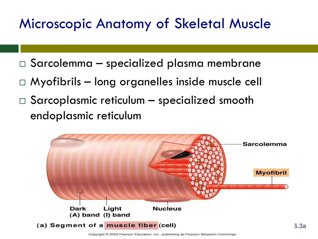 5 Key Facts About Microscopic Anatomy of Skeletal Muscle