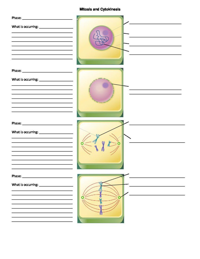 Mitosis Phase Worksheet