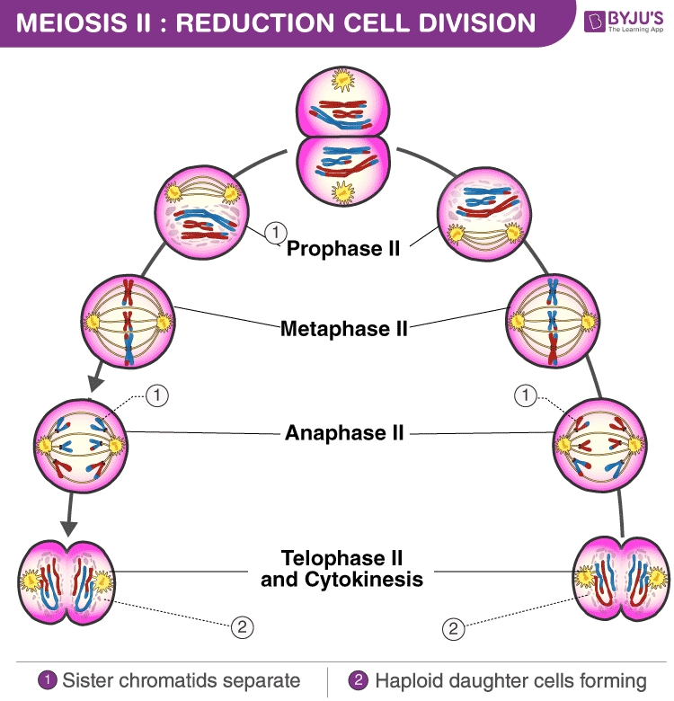 Mitosis vs Meiosis: Understanding Cell Division