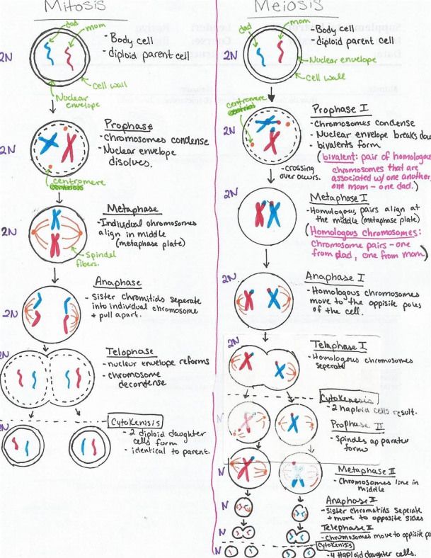 Mitosis vs Meiosis Worksheet Answer Key