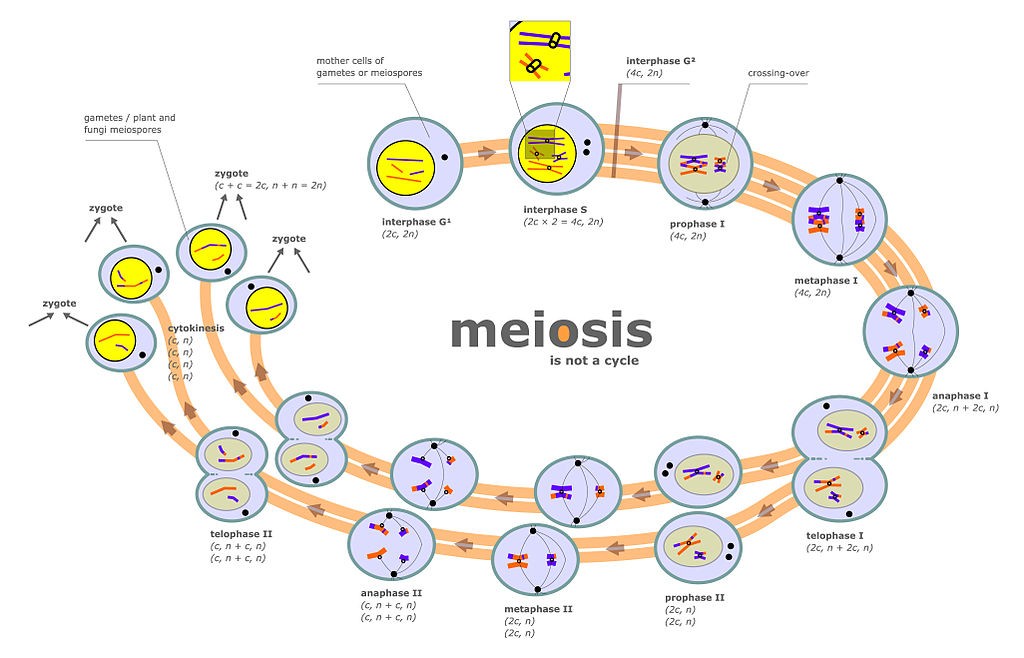 7 Ways to Master Mitosis vs Meiosis