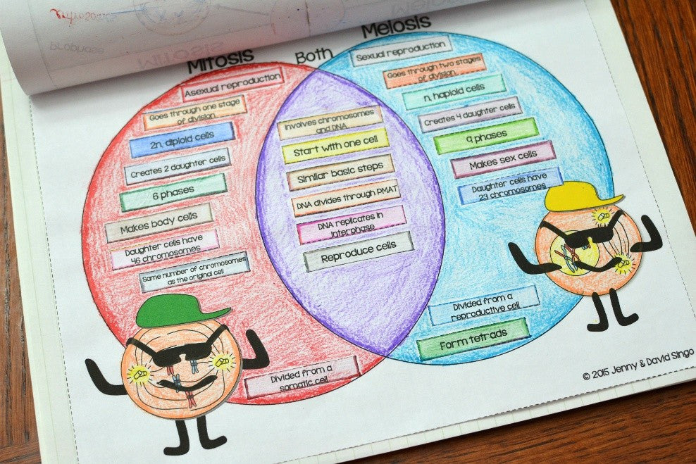 Mitosis Vs Meiosis Worksheet Pdf