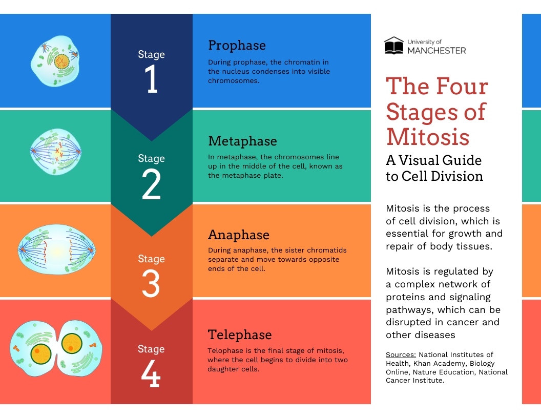 Mitosis Worksheet Amp Diagram Identification