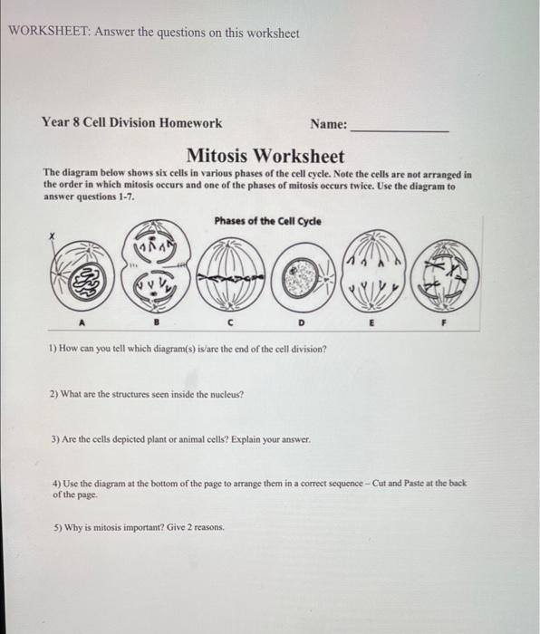 6 Ways to Master Mitosis Worksheet and Diagrams