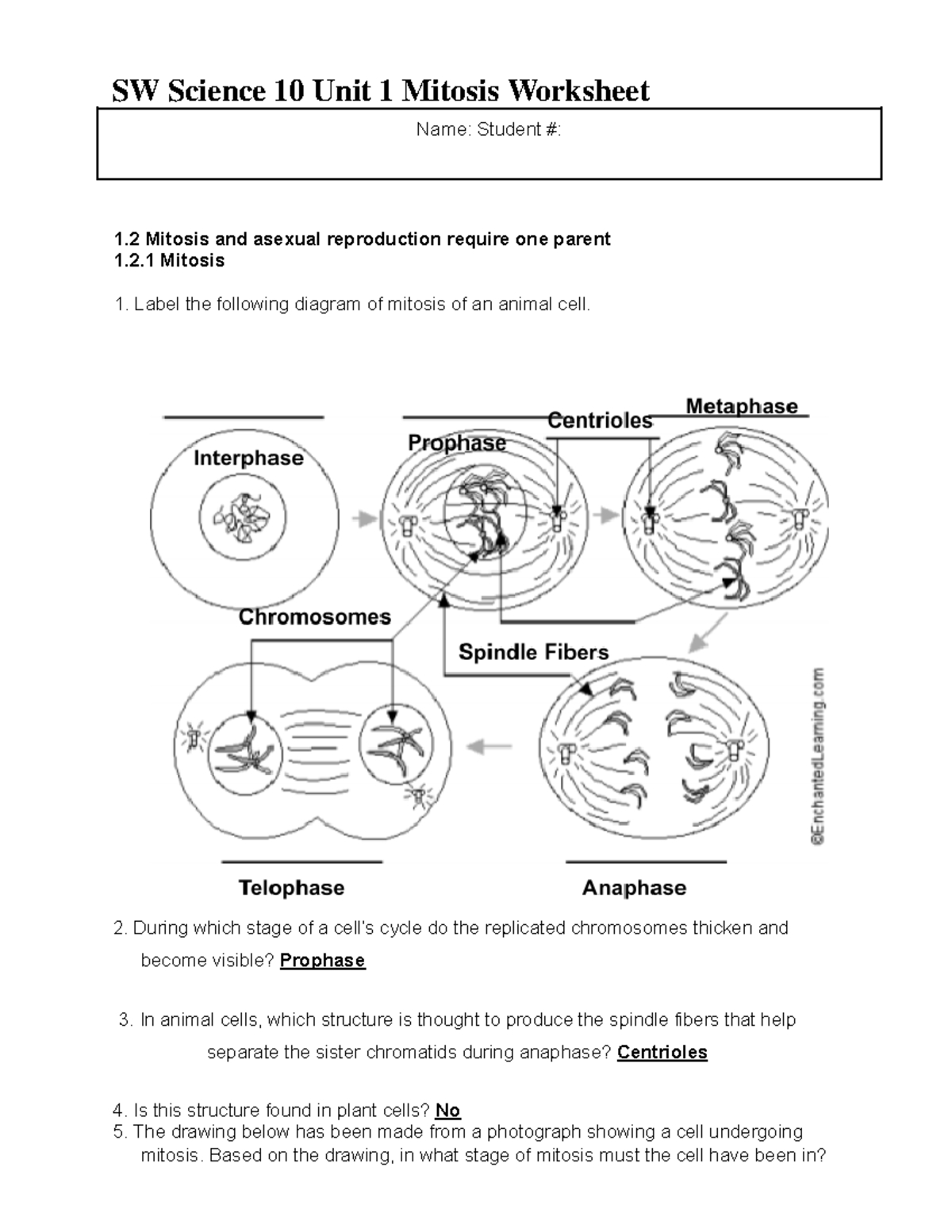 5 Steps to Master Mitosis Worksheet Answer Key