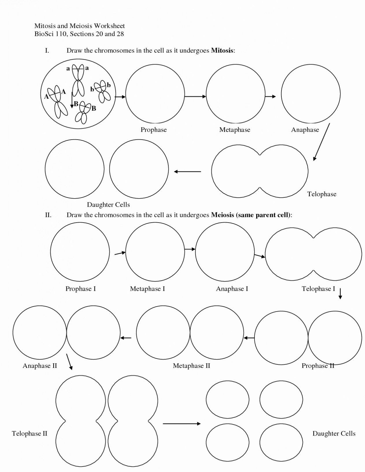 Mitosis Worksheet Answer