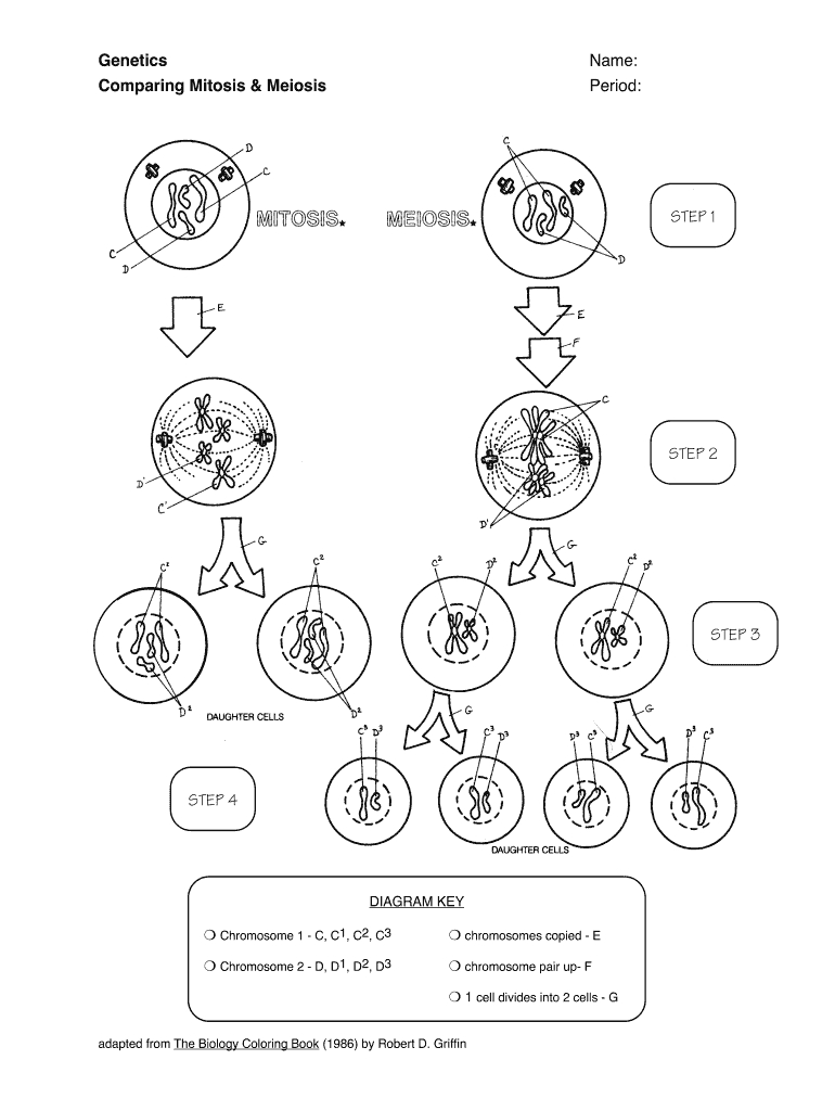 5 Essential Steps to Master Mitosis Worksheet Answers