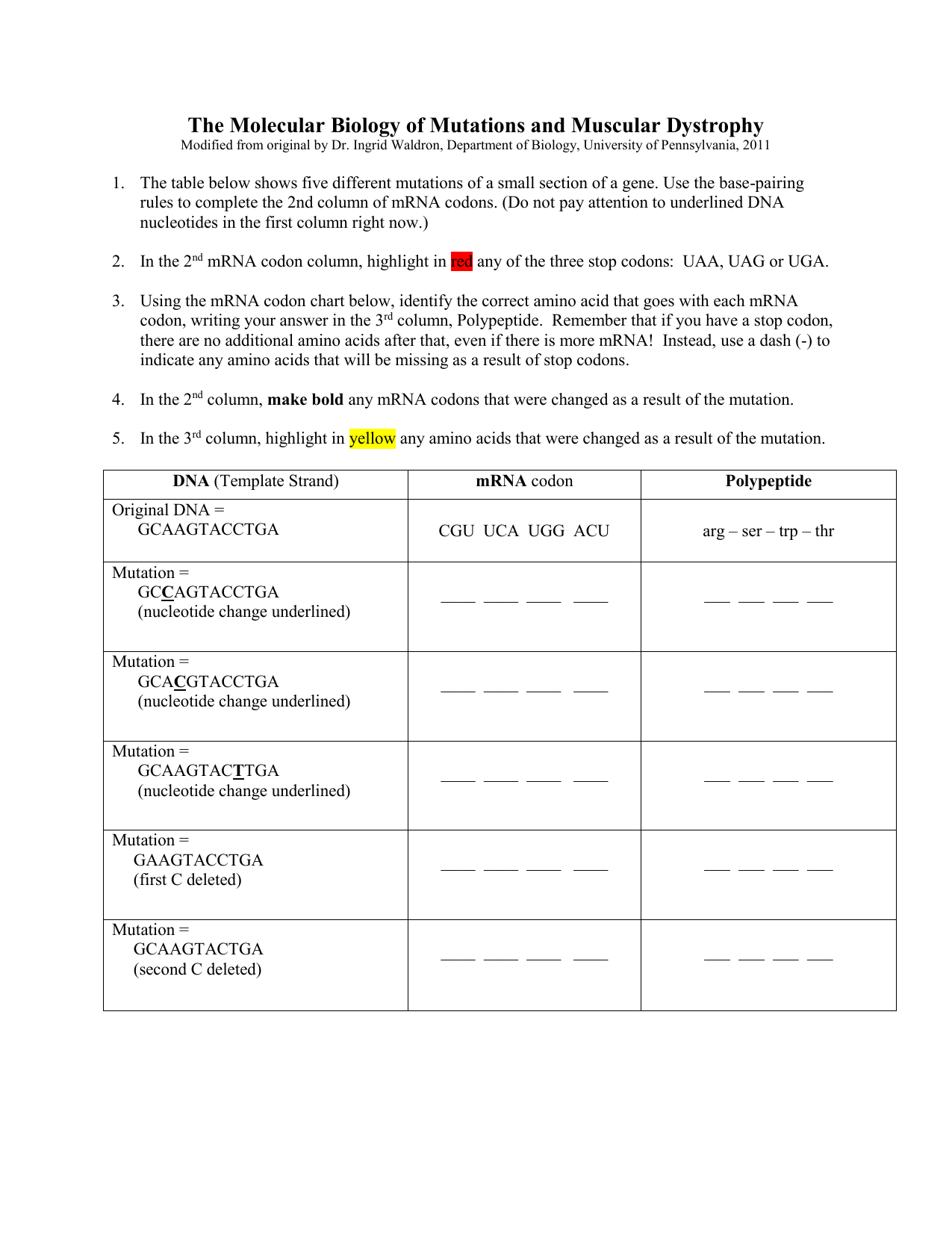 Molecular Biology Worksheet Answers