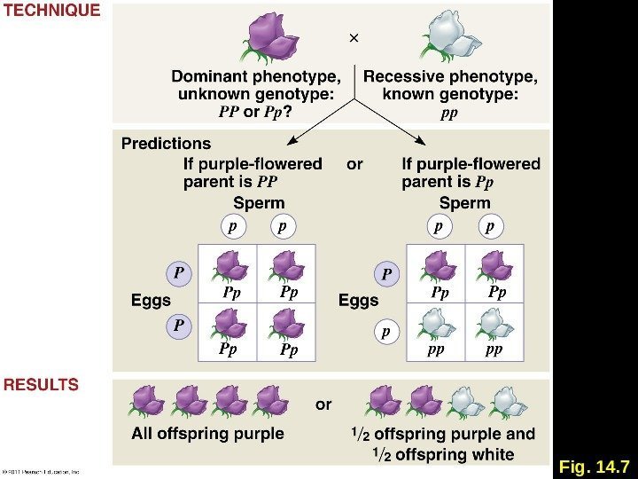 Monohybrid Cross Examples And Practice