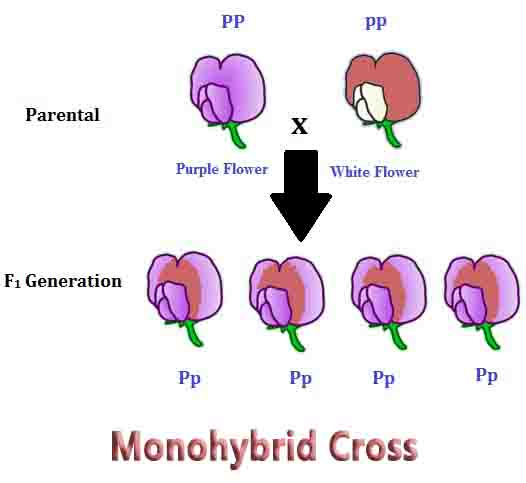 Master Monohybrid Cross with 5 Essential Tips