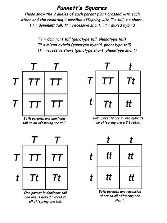 Monohybrid Cross Worksheet Answers Made Easy