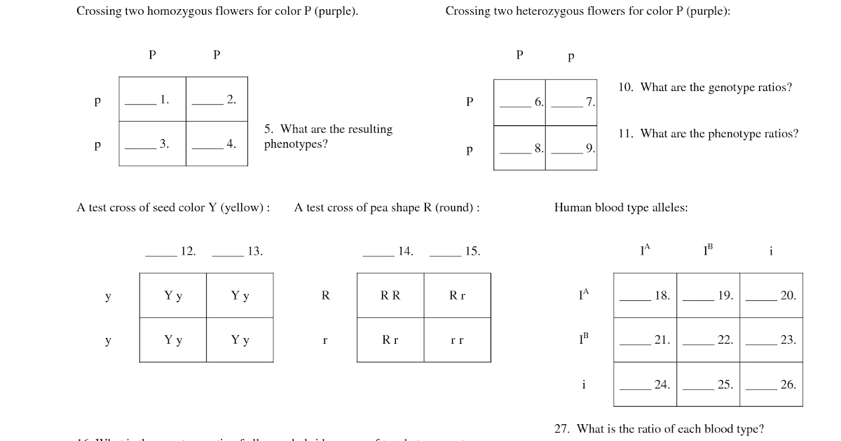 Monohybrid Cross Worksheet: Understanding Inheritance Patterns Easily