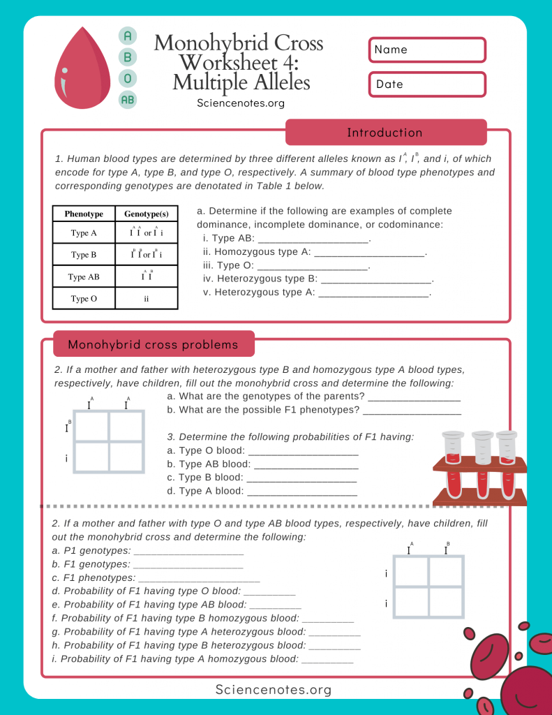 Multiple Alleles Worksheet Blood Types