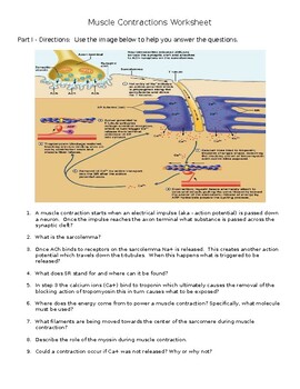 7 Ways to Understand Muscle Contraction Better