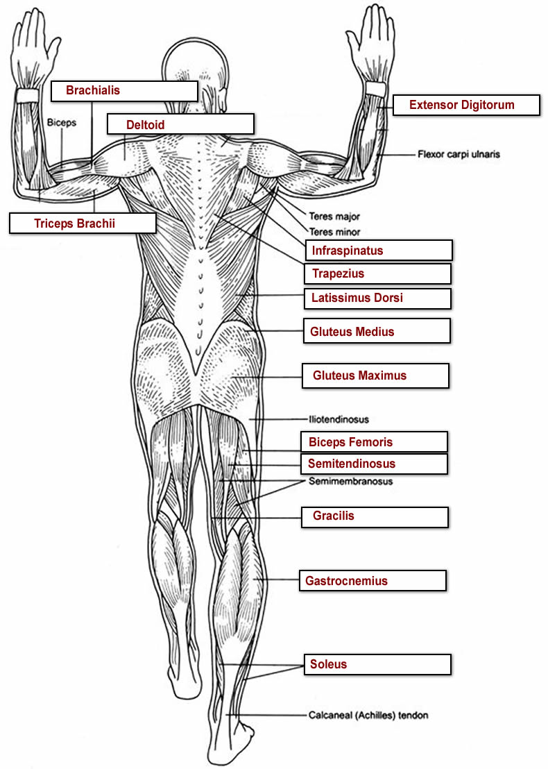 Muscle Labeling Worksheet With Answers