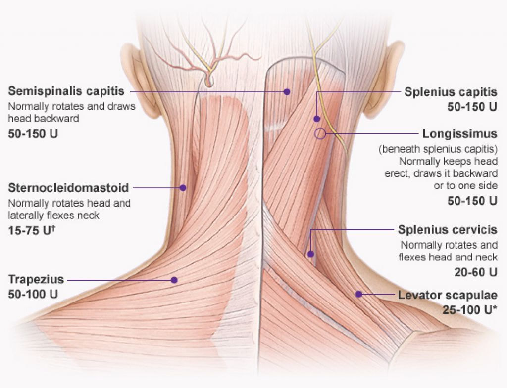 6 Essential Head and Neck Muscles to Know