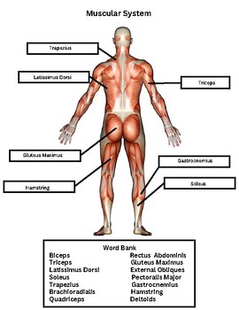 5 Ways to Master Muscles Worksheet Answer Key