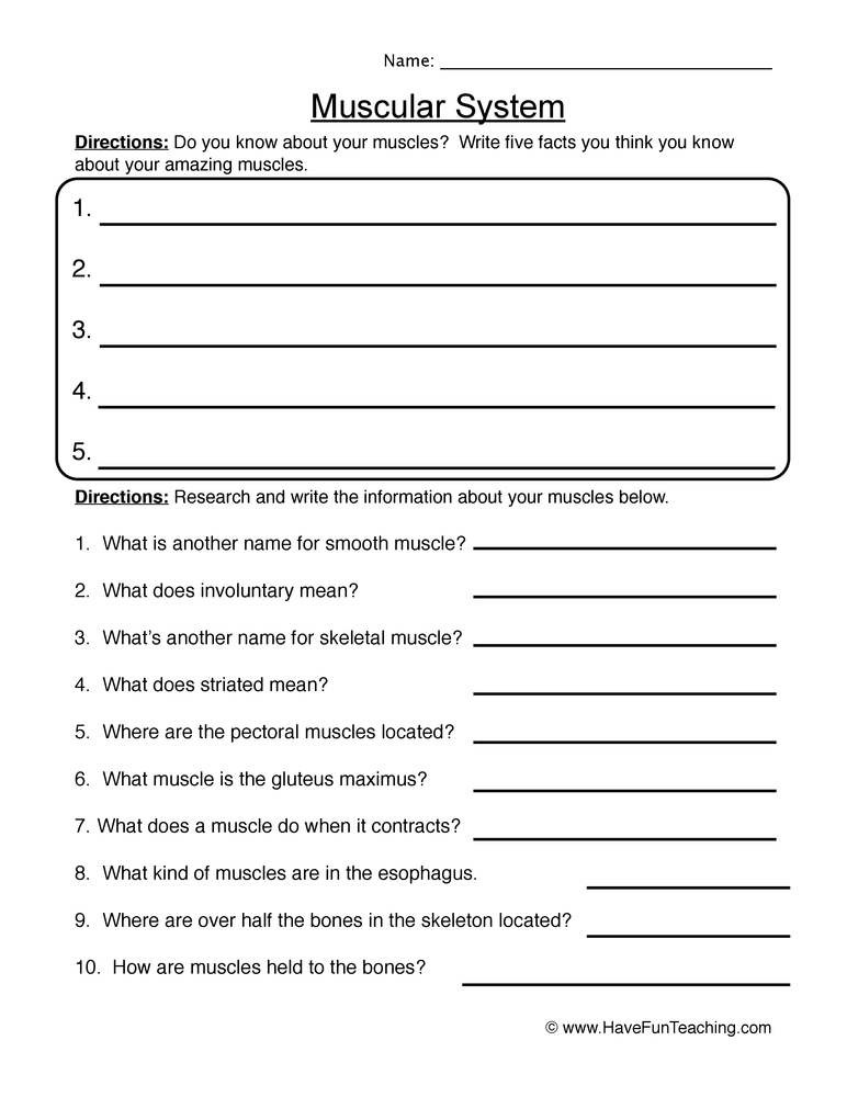 Muscular System Research Worksheet Have Fun Teaching