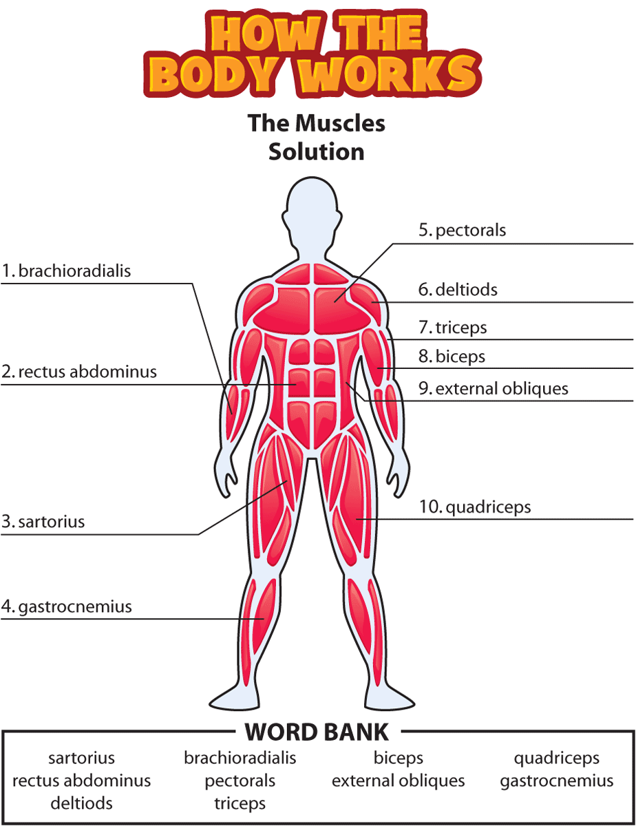 Muscular System Worksheet Answer Key