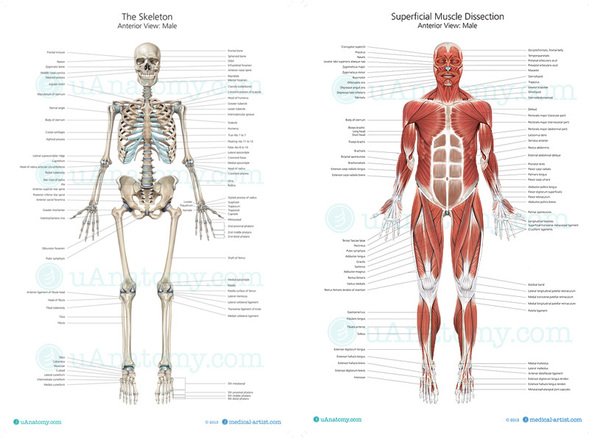 Muscular System Worksheet Answers and Study Guide