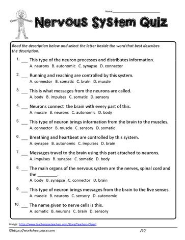 5 Ways to Master Nervous System Worksheet Answers