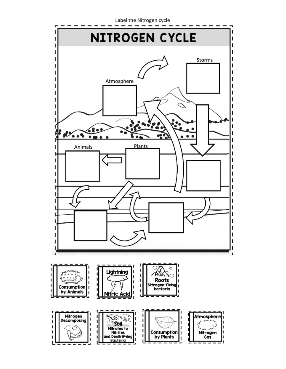 Nitrogen Cycle Worksheet Answers Pdf