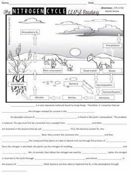 Nitrogen Cycle Worksheet Answers