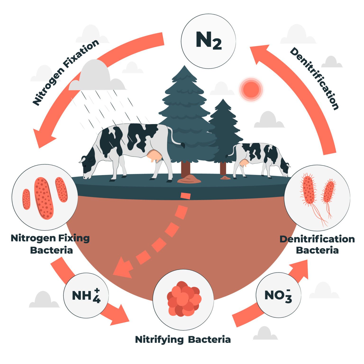 Nitrogen Cycle Worksheet: Understanding the Process Made Easy