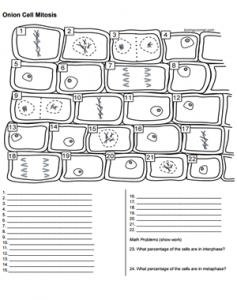 Onion Cell Mitosis Worksheet Answers Quizlet