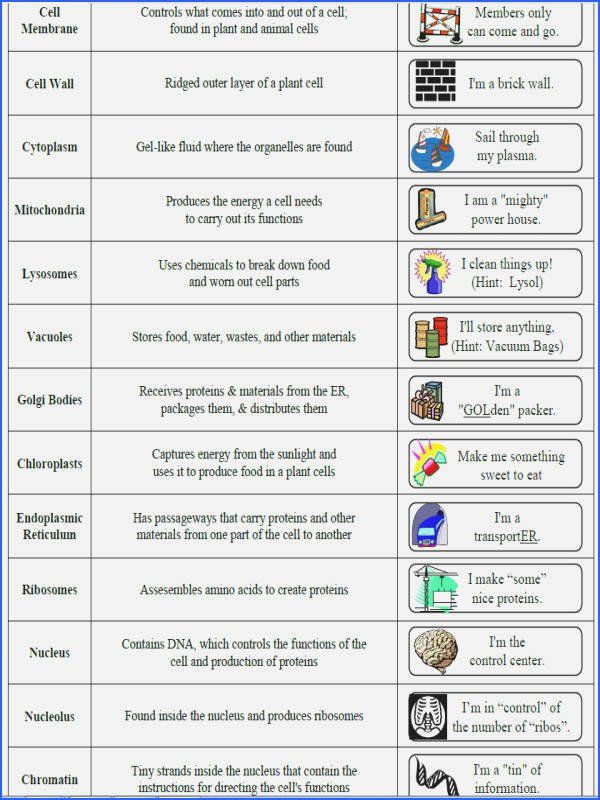 7 Ways to Master Organelle Matching Worksheets