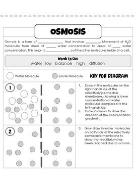 Osmosis Worksheet Answer Key: Solutions Revealed