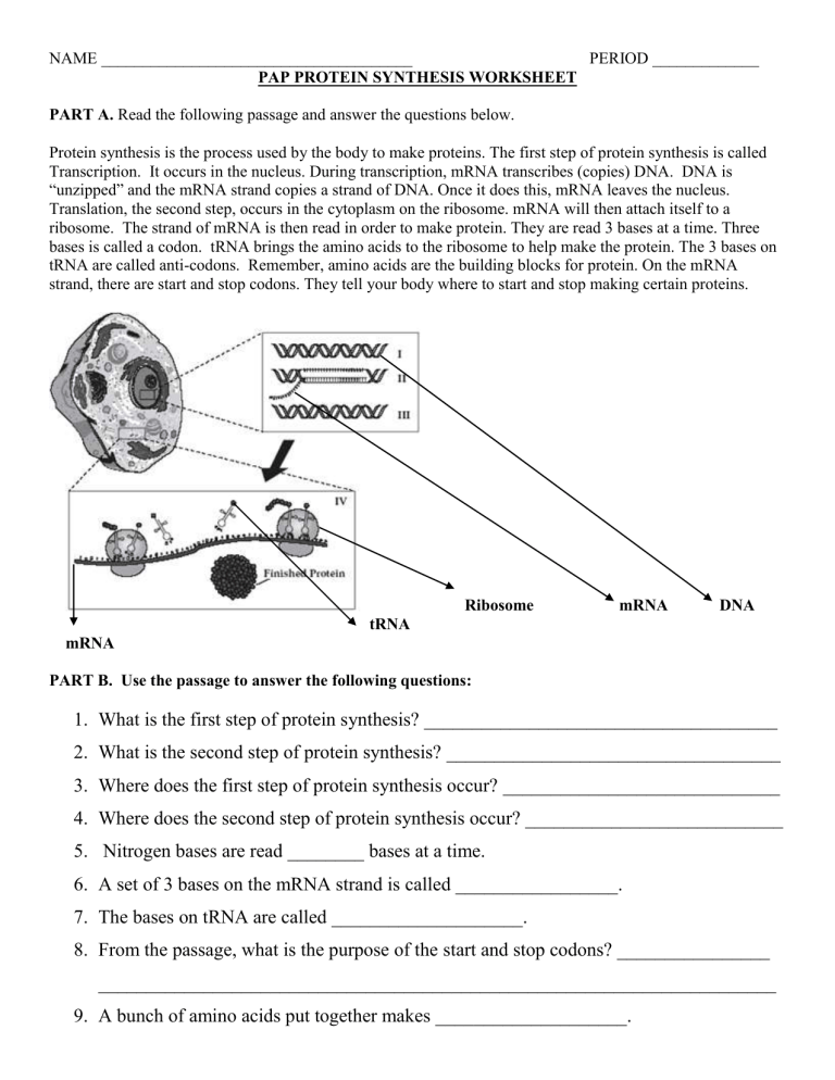 Pap Protein Synthesis Worksheet Answers Guide