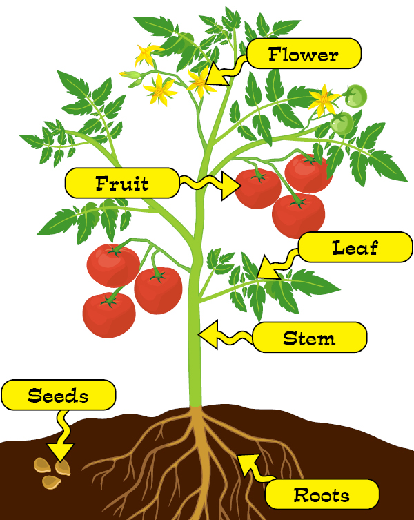 Parts Of A Plant