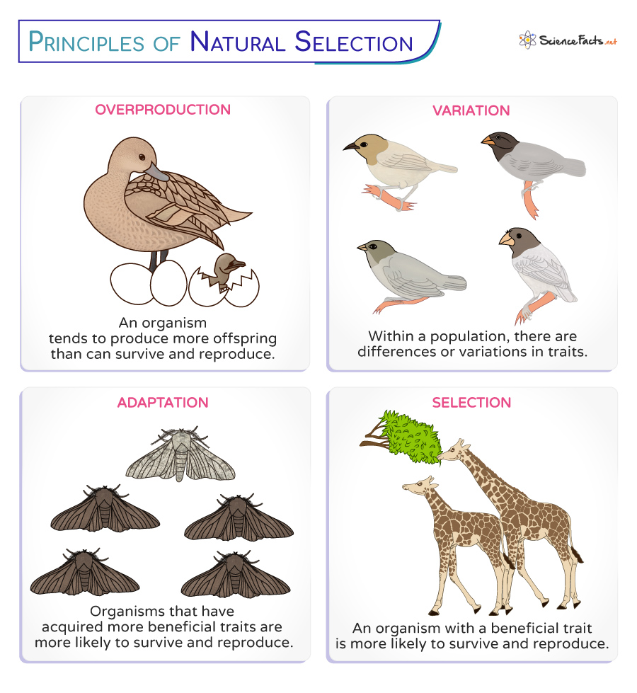 6 Ways to Understand Patterns of Natural Selection