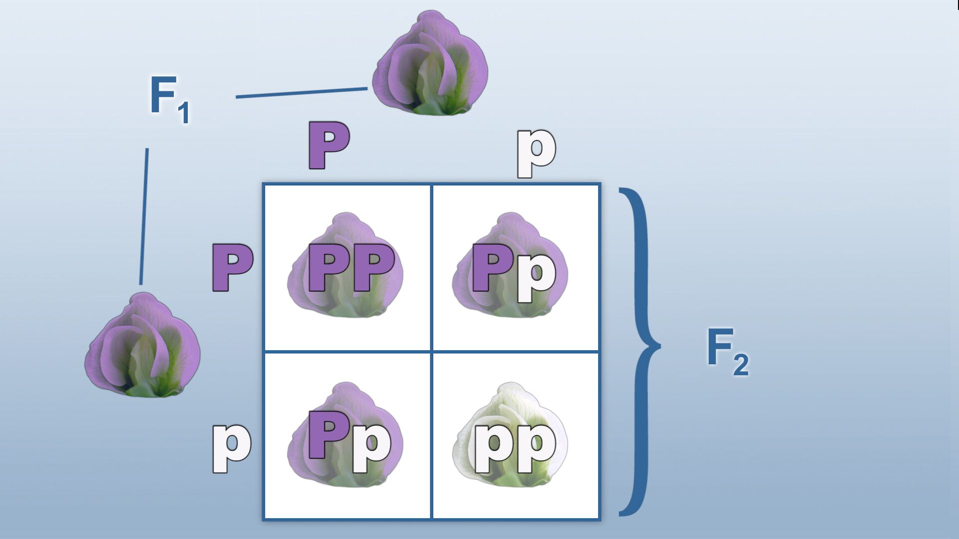 Pea Plant Punnett Square Worksheet Answer Key