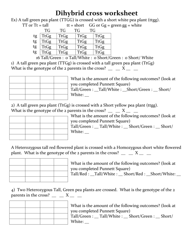 Pea Plant Punnett Square Worksheets