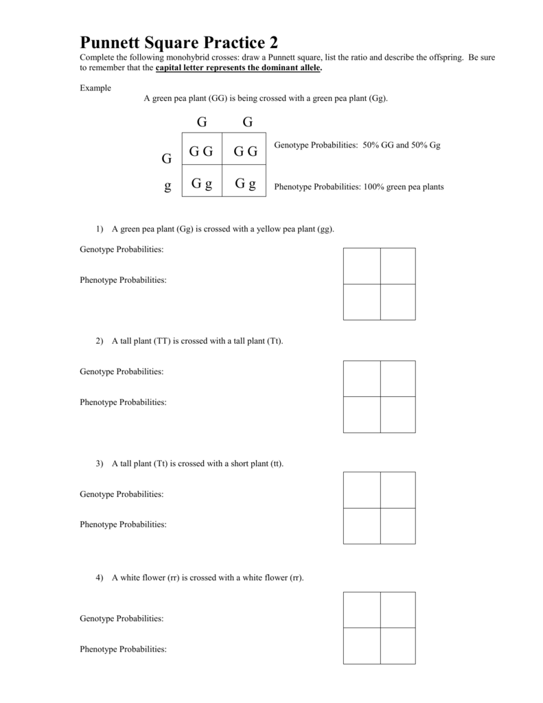 Pea Plant Punnett Squares Worksheet Answer Key