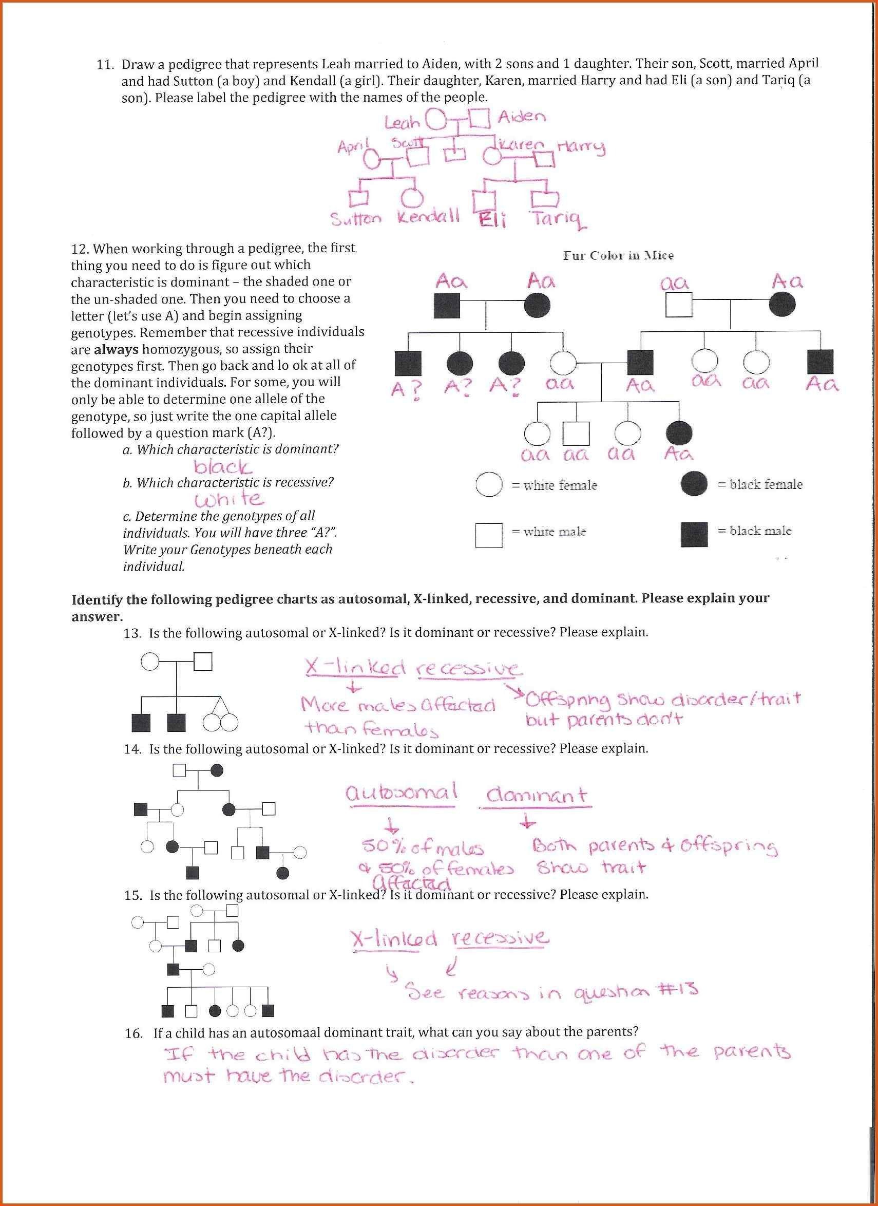 Mastering Genetics with Pedigree Practice Worksheets