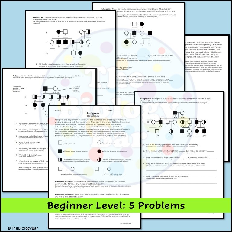 Pedigree Worksheet Biology for Beginners