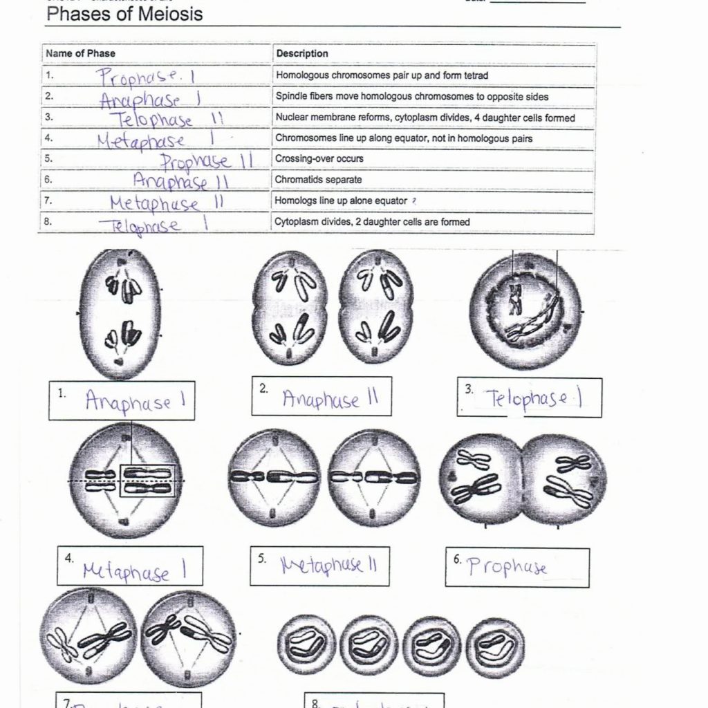 Meiosis Phases: 5 Key Stages Explained