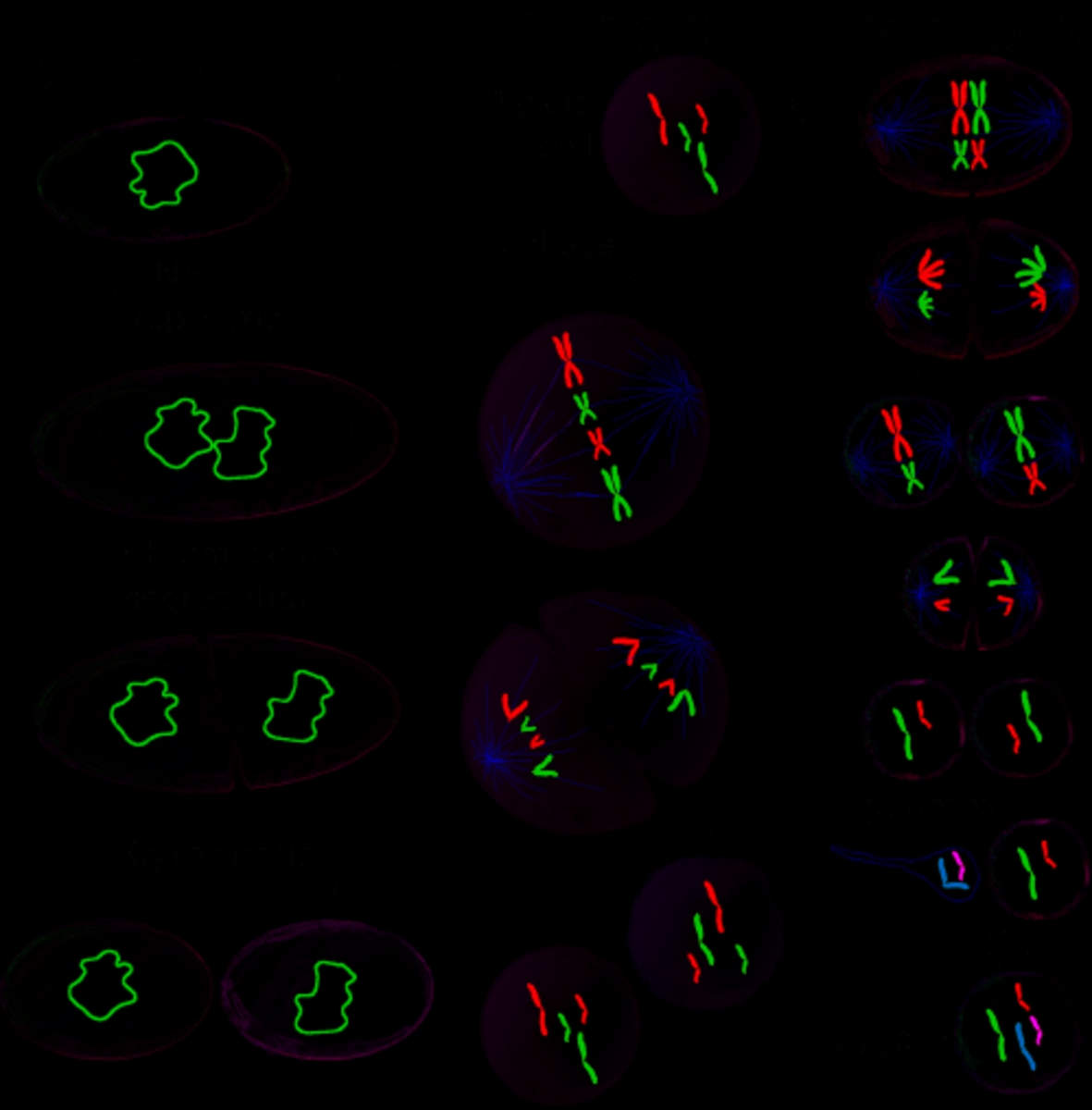 6 Phases of Meiosis Explained