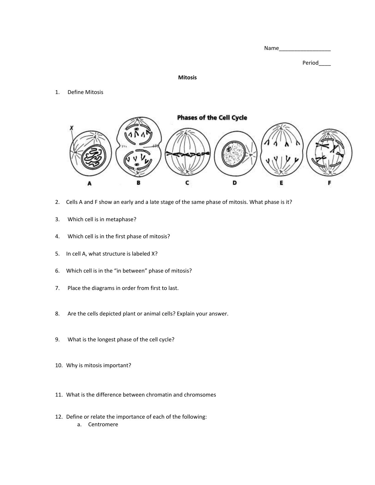 Mitosis Phases Worksheet Explained