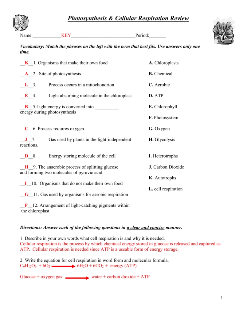 Photosynthesis and Cellular Respiration Worksheet Answer Key